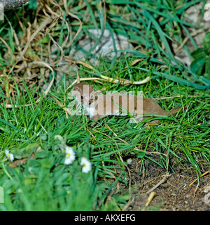 Least weasel, Mustela nivalis, europe, Germany Stock Photo