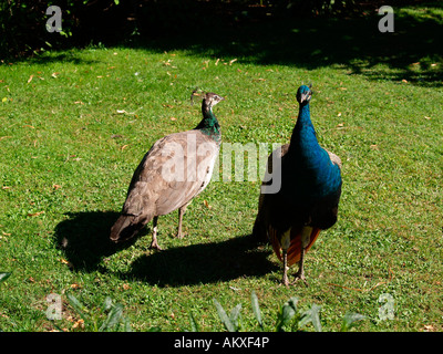 Indian peafowl (Pavo cristatus), male an female Stock Photo