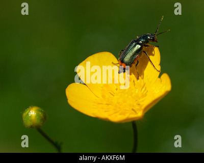 Red-tipped flower beetle (Malachius bipustulatus) on a blooming meadow buttercup(Ranunculus acris) Stock Photo