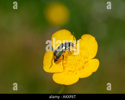 Red-tipped flower beetle (Malachius bipustulatus) on a blooming meadow buttercup(Ranunculus acris) Stock Photo