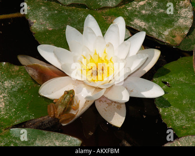 Iberian water frog (Rana perezi)on a leaf of a white water lily (Nymphaea alba)