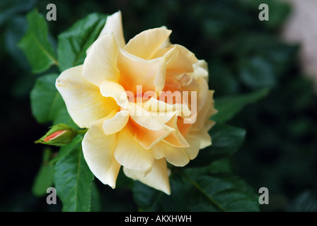 Yellow rose flower Stock Photo