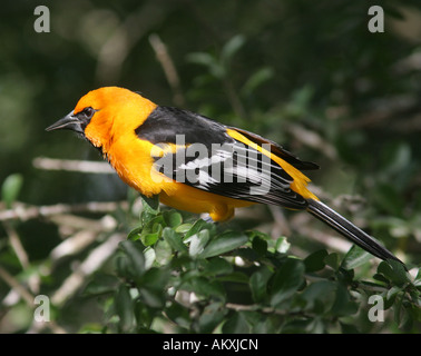 altamira oriole texas santa ana national wildlife refuge bird orange colorful songbird song Stock Photo