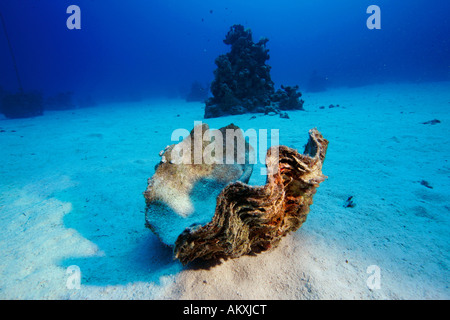 Dead Giant Clam or Killer Clam Tridacna maxima lies in the sand, Lahami Bay Red Sea, Egypt. Stock Photo