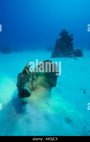 Dead Giant Clam or Killer Clam Tridacna maxima lies in the sand, Lahami Bay Red Sea, Egypt. Stock Photo