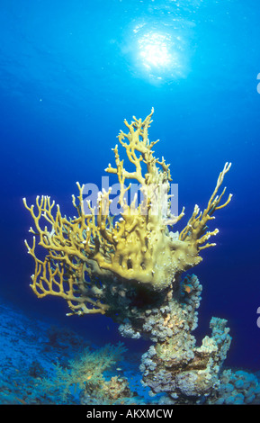 Fire coral, Millepora tenella, Coralblock, Egypt, Red Sea,