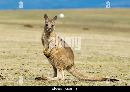 Eastern Grey Kangaroo, Macropus giganteus, Maria Island National Park, Tasmania, Australia Stock Photo