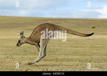 Eastern Grey Kangaroo, Macropus giganteus, Maria Island National Park, Tasmania, Australia Stock Photo