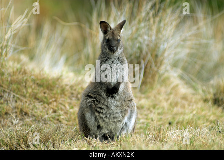 Eastern Grey Kangaroo, Macropus giganteus, Maria Island National Park, Tasmania, Australia Stock Photo