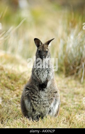 Eastern Grey Kangaroo, Macropus giganteus, Maria Island National Park, Tasmania, Australia Stock Photo