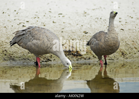 Cape Barren Geese, Cereopsis novaehollandiae, Maria Island National Park, Tasmania, Australia Stock Photo