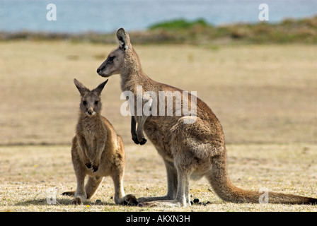 Eastern Grey Kangaroo, Macropus giganteus, Maria Island National Park, Tasmania, Australia Stock Photo