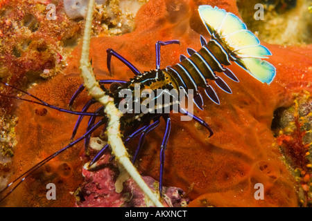 'Hawaiian' Blue Lobster, Panulirus penicillatus on a red sponge. Stock Photo