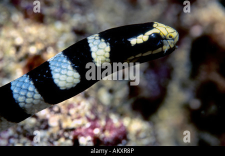 Banded sea krait or banded sea snake, Laticauda colubrina, Philippines. Stock Photo