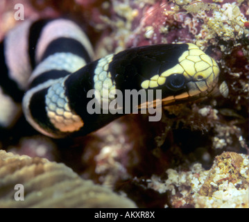 Banded sea krait or banded sea snake, Laticauda colubrina, Philippines. Stock Photo