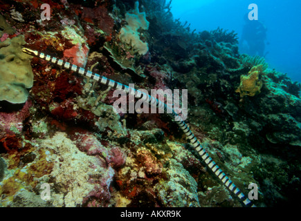 Banded sea krait or banded sea snake, Laticauda colubrina, Philippines. Stock Photo