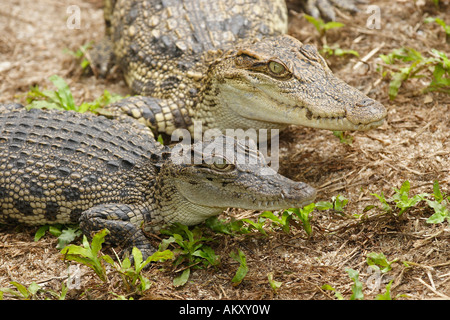 Siamese Crocodile (Crocodylus siamensis), Khao Yai National Park, Thailand Stock Photo