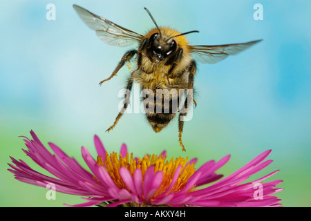 Bumblebee (Bombus pascuorum) Stock Photo