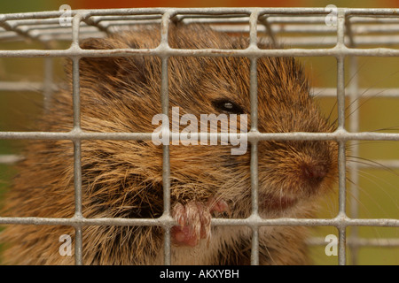 Common vole (Microtus arvalis) in a mousetrap Stock Photo