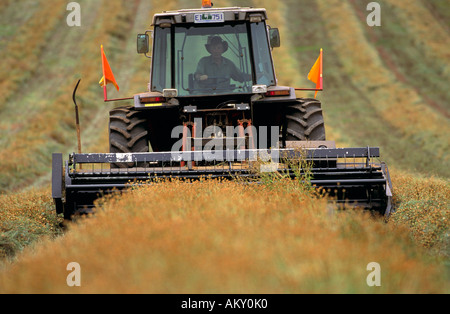 Pyrethrum harvest near Ulverstone Tasmania Australia horizontal Tanacetum cinerariaefolium Stock Photo