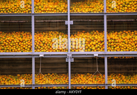 Valencia Oranges in hoppers at packing plant, , Waikerie, South Australia Stock Photo