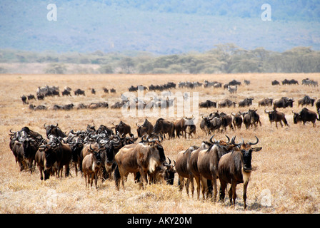 Big herd of Blue Wildebeests (Connochaetes taurinus) move through dry grassland Ngorongoro Crater Tanzania Stock Photo