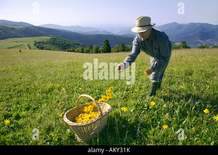 Collecting wild wolf's bane (Arnica montana) on the Markstein, Vosges Mountains, France Stock Photo