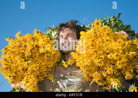 Collecting wild wolf's bane (Arnica montana) on the Markstein, Vosges Mountains, France Stock Photo