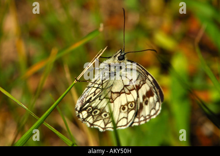 Marbled White, Melanargia galathea, Provence, France Stock Photo