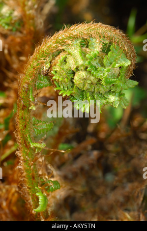 Young shoot of Common Male Fern, Dryopteris filix-mas Stock Photo