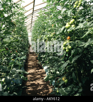 Tomatoes being grown commercially in large glasshouse fruit ripening Stock Photo