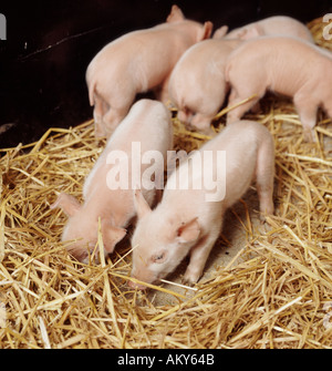 Large white four day old suckler piglets in straw bedded pen Stock Photo