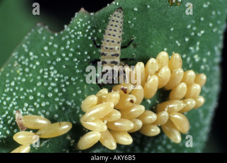 Seven spot ladybird Coccinella septempunctata larva and ladybird eggs Naturally occuring predator of small insects biological control Stock Photo