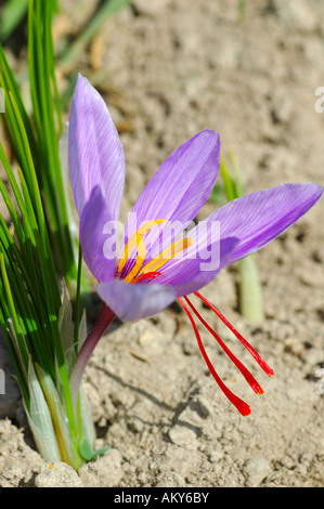 Autumn Crocus, Saffron flower, Crocus sativus, Mund, Valais, Switzerland Stock Photo