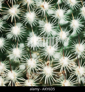 Close up of regular groups of leaf spines in patterns on an ornamental cactus plant Stock Photo