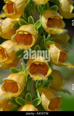 Rusty Foxglove, Digitalis ferruginea Stock Photo