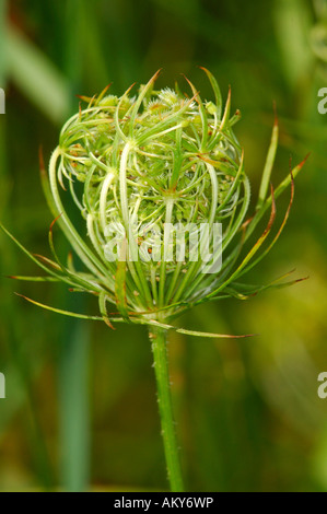 Wild carrot, Daucus carota ssp. carota Stock Photo