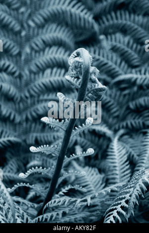 Tree Fern blue tone Stock Photo