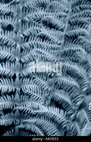 Tree fern blue tone Stock Photo