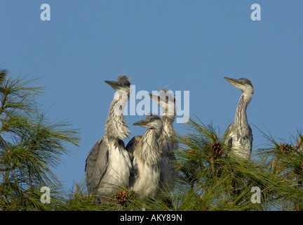 Young Grey Herons (ardea cinerea) Stock Photo