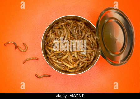 Mealworms in tin, (Tenebrio molitor linnaeus) close-up Stock Photo
