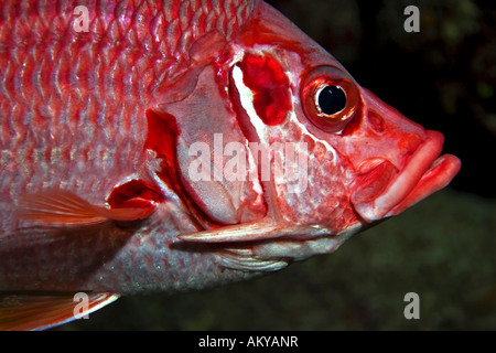 Sabre squirrelfish (Sargocentron spiniferum) Stock Photo