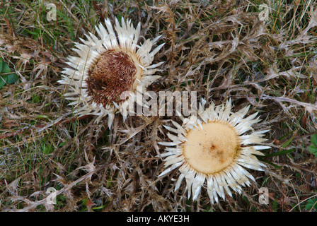 Two carline thistles Stock Photo