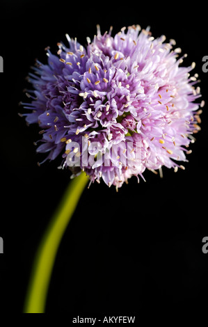 Allium senescens L. subsp. montanum (Fr.) Holub Stock Photo