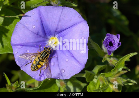 Hoverfly and Blue Rock Bindweed Convolvulus sabatius Stock Photo