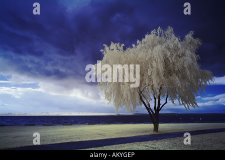 Tree at a lake in front of clouds, infra-red colour, Neusiedler lake, Burgenland, Austria Stock Photo