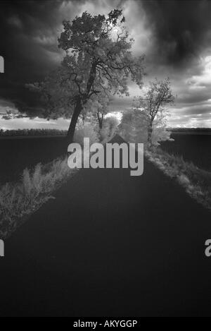 Path between fields, infra-red, black and white, Burgenland, Austria Stock Photo