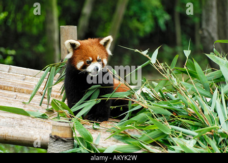 Red Panda (Ailurus fulgens), Panda breeding station near Chengdu, China, Asia Stock Photo