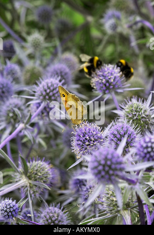 Butterfly feeding on Eryngium Stock Photo