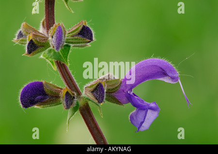 Blossom meadow salvia (Salvia pratensis) Stock Photo
